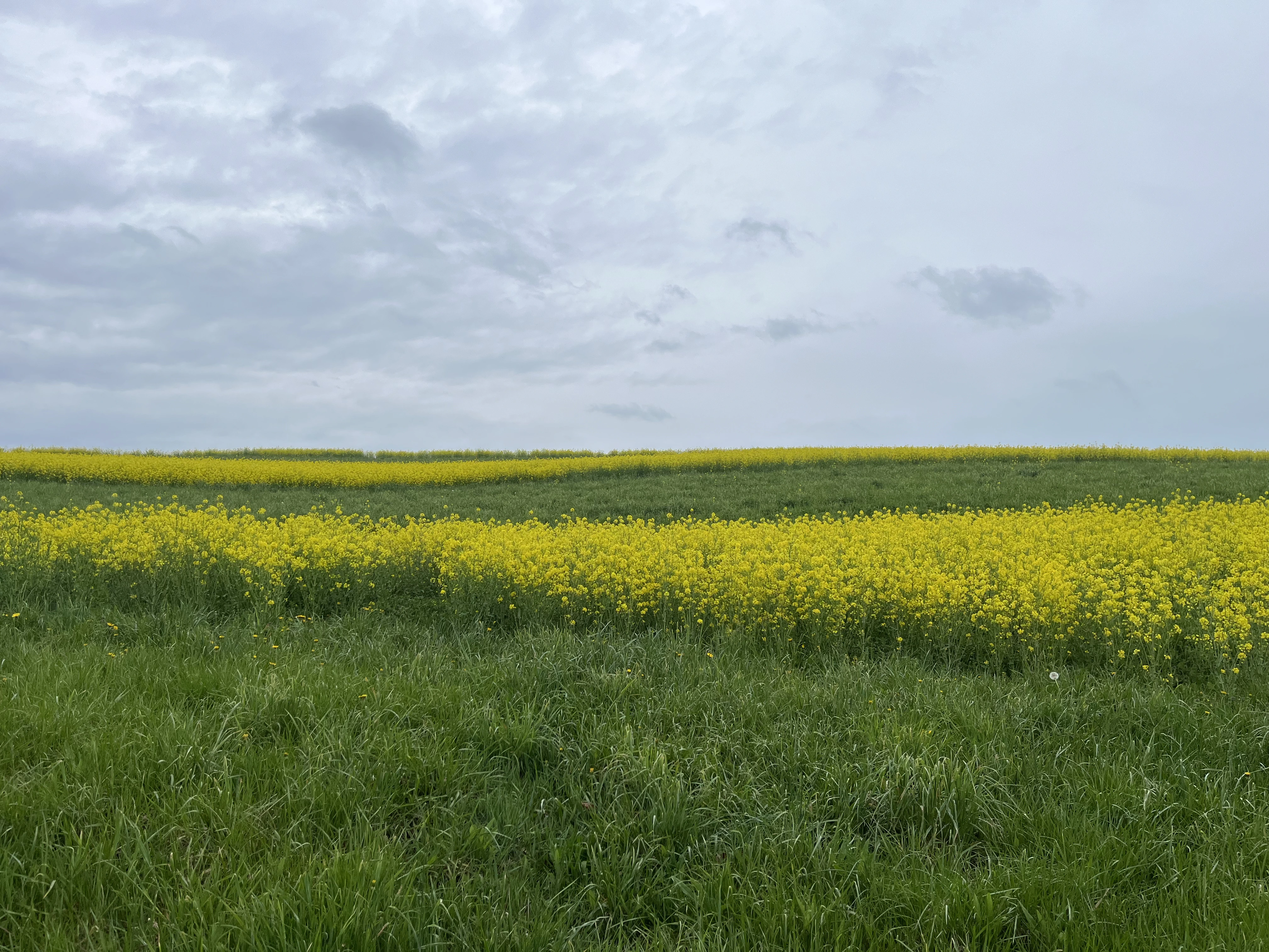 Beautiful open field